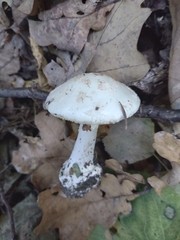 Amanita phalloides