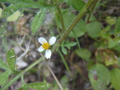Bidens bigelovii