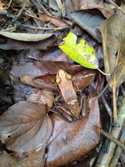 Lithobates vibicarius