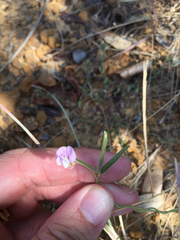 Strophostyles leiosperma