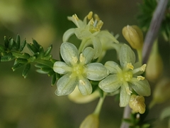 Asparagus acutifolius image