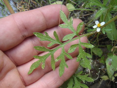 Bidens bigelovii