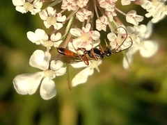 Agrothereutina