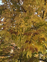 Zelkova