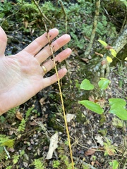 Stenanthium gramineum