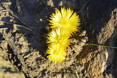 Bergeranthus multiceps