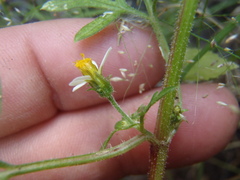 Bidens bigelovii