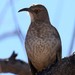 Curve-billed Thrasher - Photo (c) Erin and Lance Willett, some rights reserved (CC BY-NC-ND)