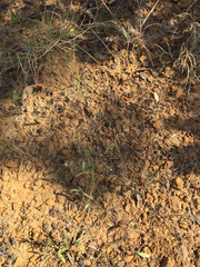 Strophostyles leiosperma