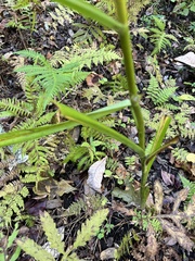 Stenanthium gramineum