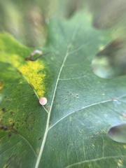 Zopheroteras sphaerula