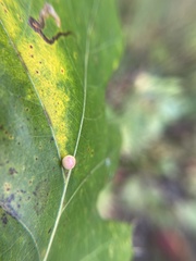 Zopheroteras sphaerula