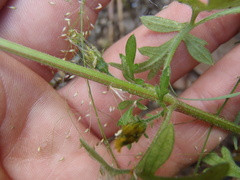 Bidens bigelovii