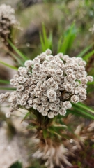 Eriocaulaceae
