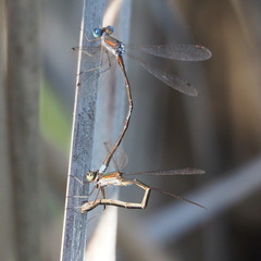 Lestes virens