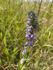 Lobelia fenestralis