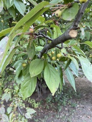 Malus hupehensis