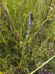Lobelia fenestralis