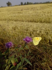 Colias croceus