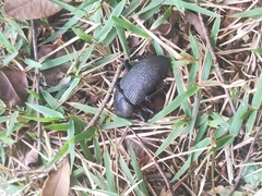 Homalinotus coriaceus