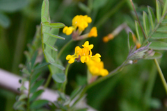 Ornithopus compressus