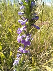 Lobelia fenestralis