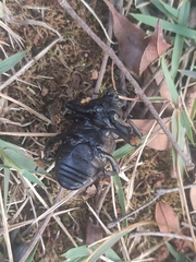 Homalinotus coriaceus