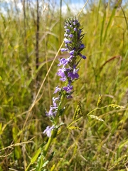 Lobelia fenestralis