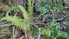 Polystichum speciosissimum