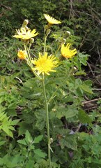 Sonchus arvensis uliginosus