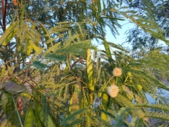 Leucaena