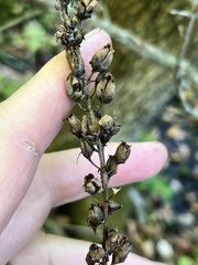 Stenanthium gramineum