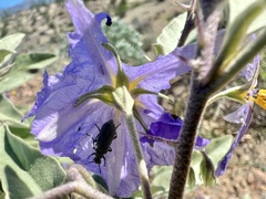 Solanum hindsianum