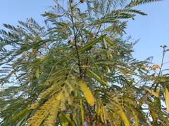 Leucaena