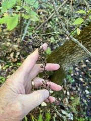 Stenanthium gramineum
