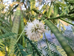 Leucaena
