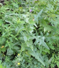 Sonchus arvensis uliginosus