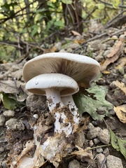 Clitocybe robusta