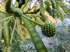 Leucaena