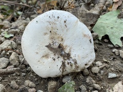 Clitocybe robusta