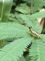 Chloropseustes