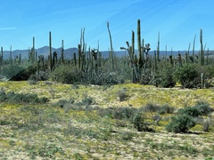 Pachycereus pringlei
