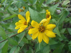 Aldama cordifolia