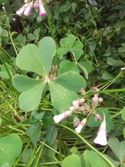 Oxalis articulata