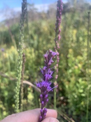 Liatris quadriflora