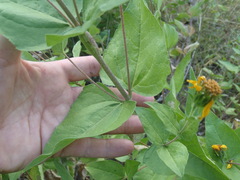 Aldama cordifolia