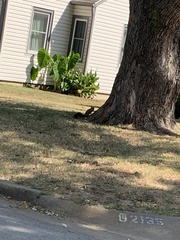 Sciurus carolinensis