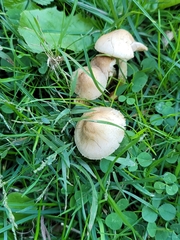 Entoloma strictius