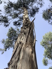 Eucalyptus globulus