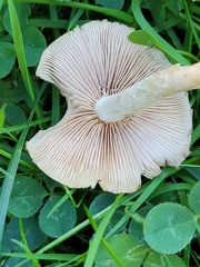 Entoloma strictius